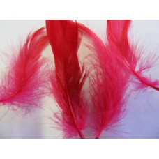 Poultry Feather